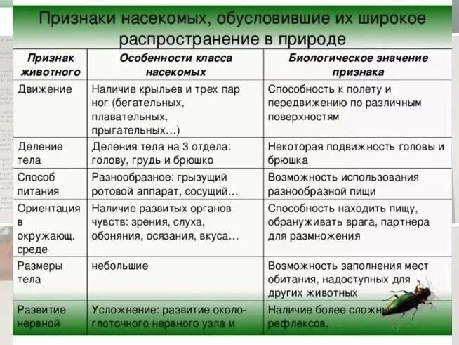 Характерные признаки насекомых таблица. Особенности строения насекомых. Признаки класса насекомые. Признаки и особенности класса насекомых.