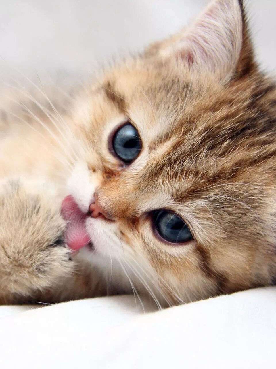 Кись кись кись кися. Маленький котенок злится. Милые кошки. Котик обнимает. Киса фото.