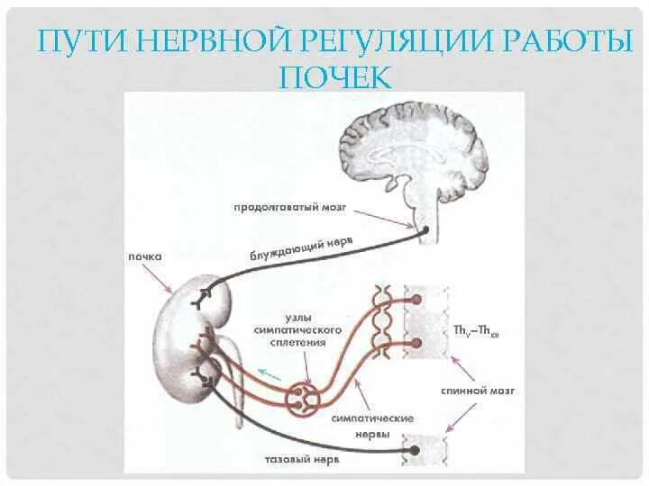 Нервная и гуморальная регуляция почек. Механизм нервной регуляции деятельности почек. Нервные и гуморальные механизмы регуляции деятельности почек. Механизмы регуляции деятельности почек физиология. Нейрогуморальная регуляция деятельности почек.