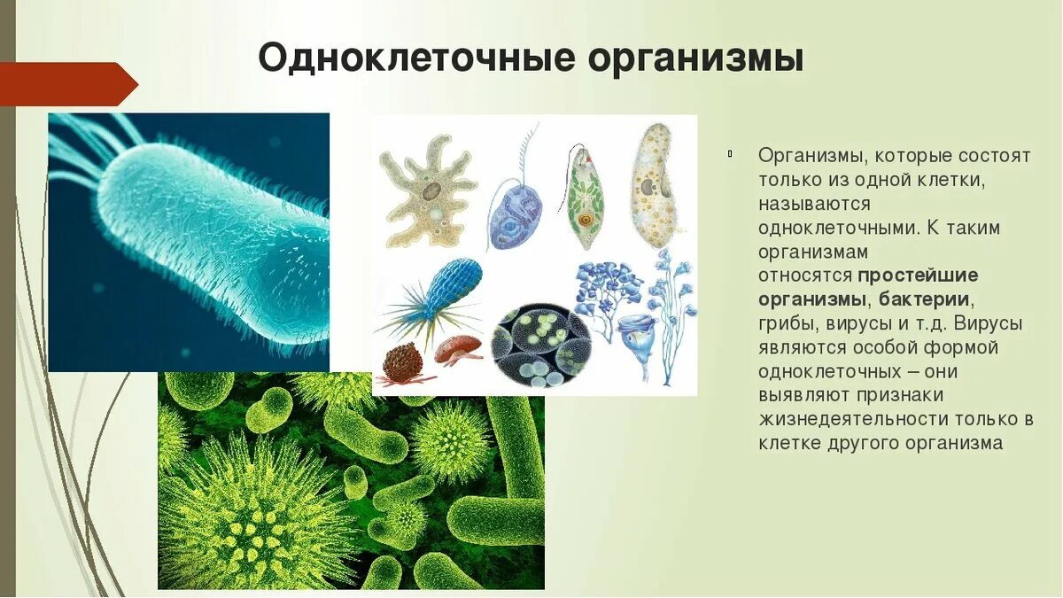Царство одноклеточных организмов. Вирусы одноклеточные или многоклеточные организмы. Одноклеточные оргаганизмы. Вирусы одноклеточные или многоклеточные организмы. Вирусы и бактерии одноклеточные организмы.
