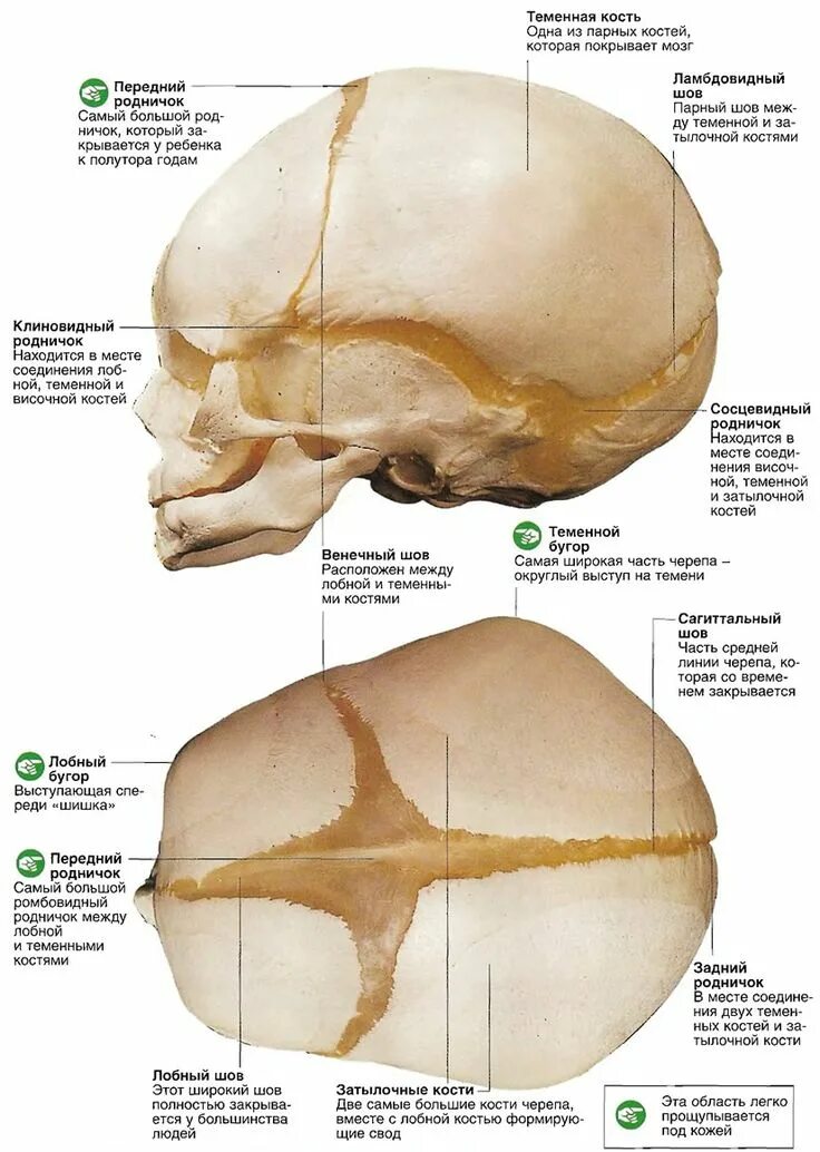 Строение черепа роднички и швы. Соединение костей черепа роднички. Роднички черепа анатомия. Строение костей черепа у грудничка.
