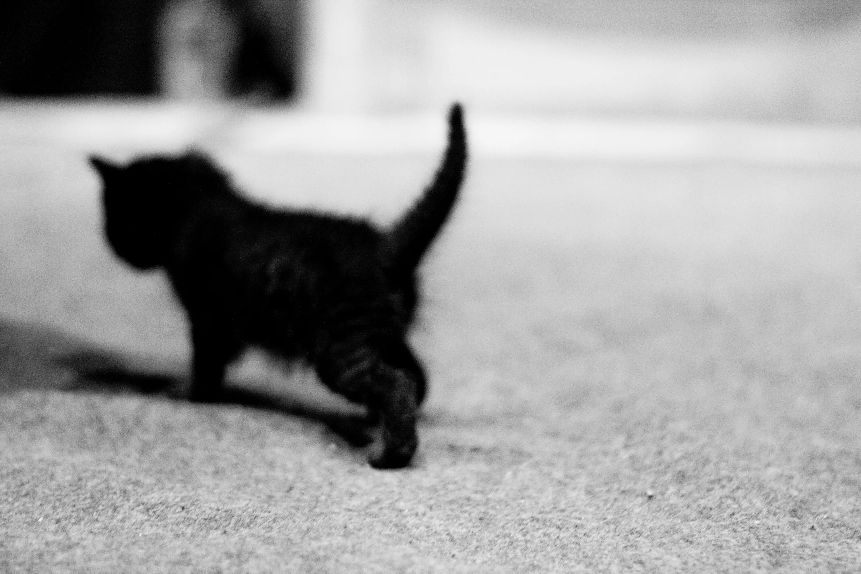 Черный котенок. Черно белая кошка. Черная кошка. Котята чёрно белые.