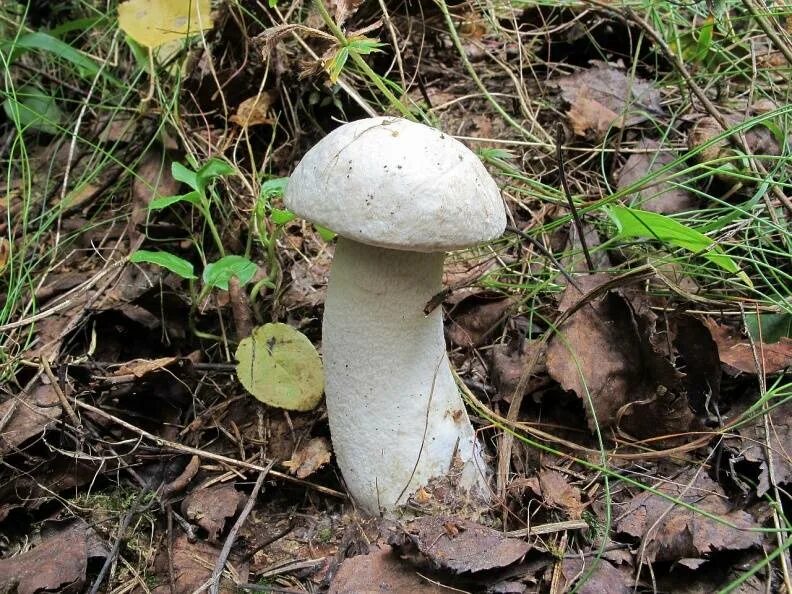 подосиновик белый leccinum percandidum (vassilk. как выглядит подосиновик белый. боровик красноголовик. ложный подосиновик гриб. подосиновик белый (leccinum percandidum).