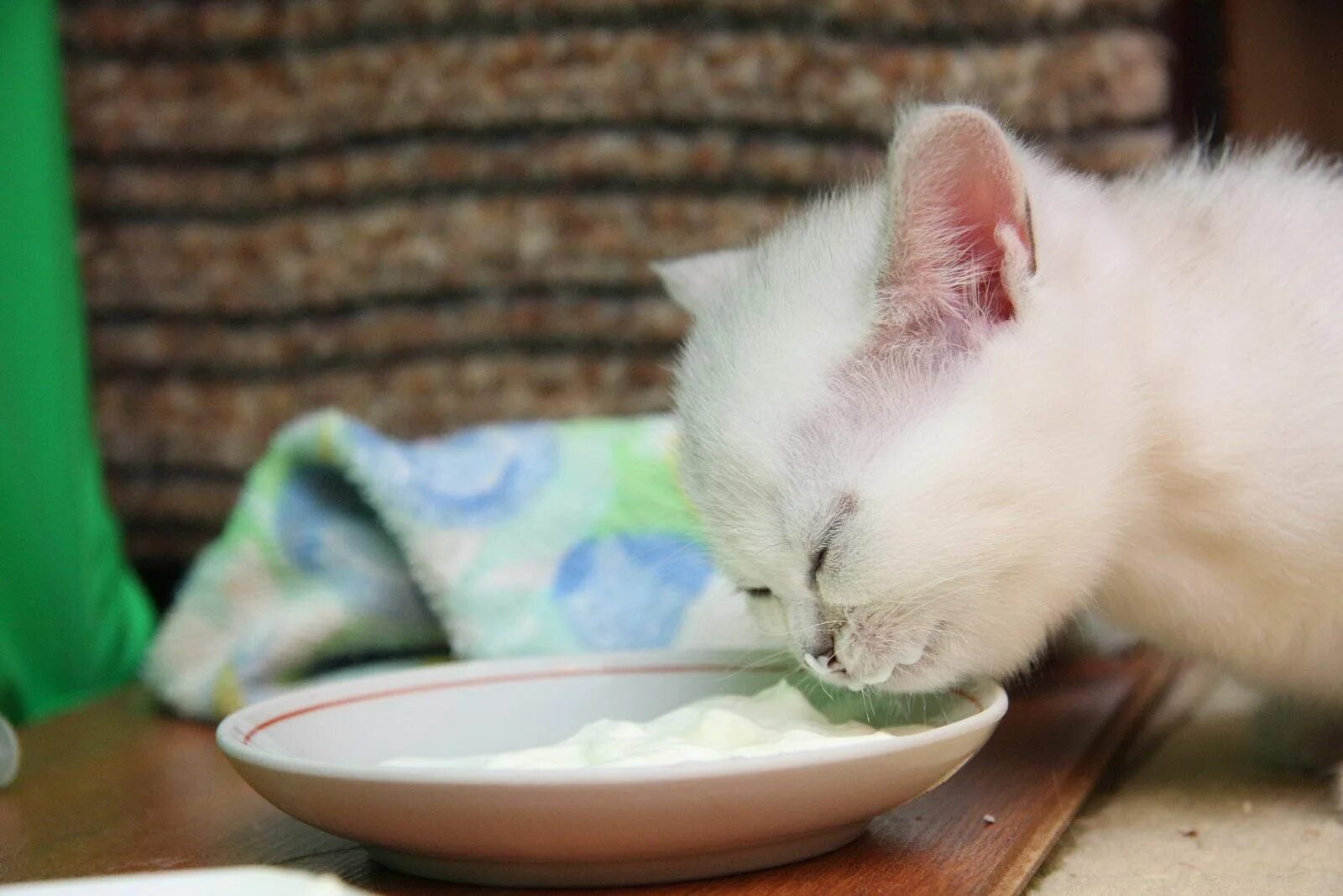 Еда для кошек. Е коты. Коты едят кашу. Еда для котят. Кошки едят кашу.