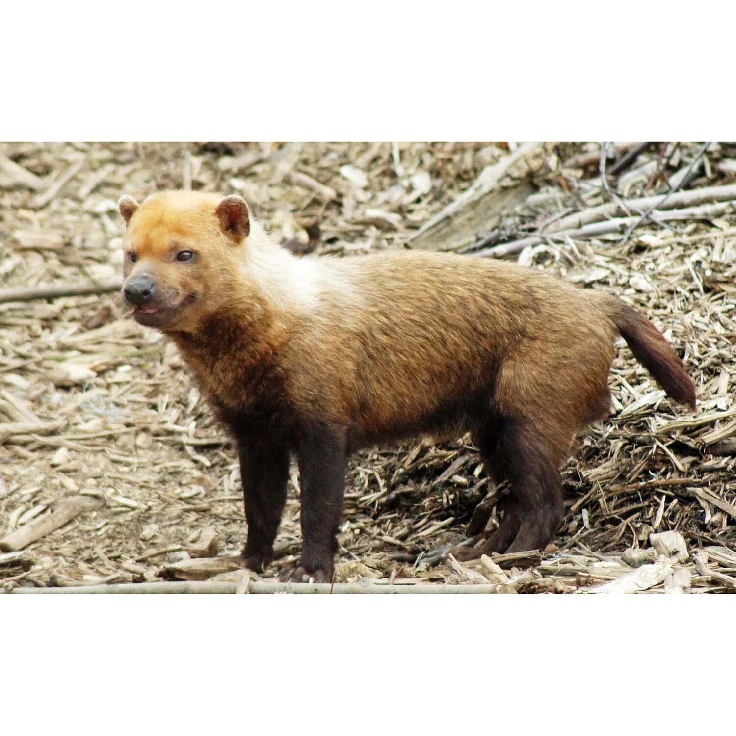 Bush Dog (speothos venaticus) Silly animals, Wild dogs, Animals wild
