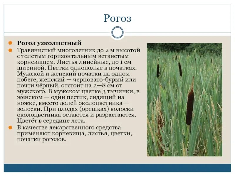 Камыш рогоз осока. Доклад про камыш. Растение камыш и рогоз. Описание рогоза. Камыш рогоз чакан.
