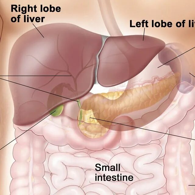 Селезенка желудок поджелудочная железа. Желудок селезенка поджелудочная железа. Анатомия человека желчный пузырь расположение. Печень поджелудочная железа селезенка.