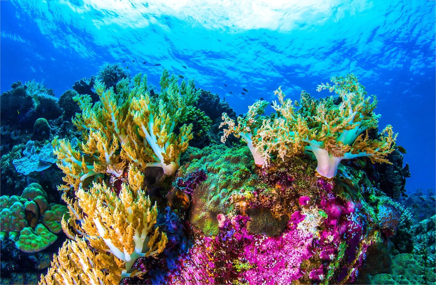 Great barrier reef corals. Большой Барьерный риф в коралловом море. Подводный мир Египта Шарм-Эль-Шейх. Коралловые рифы Карибского моря. Барьерный риф в Австралии.