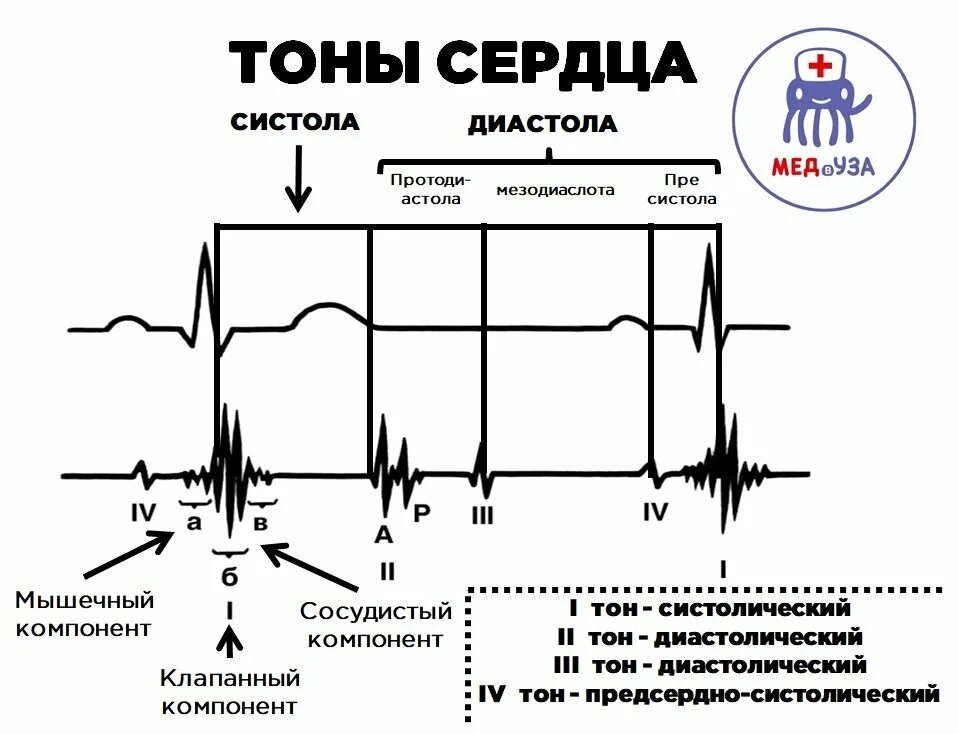 Таблица патологические тоны сердца. 1 2 3 Тоны сердца. Характеристика систолического тона сердца. Детальная характеристика тонов сердца.