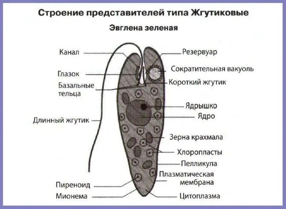 Рисунок строение 7. Строение жгутиковые эвглена зеленая. Строение представителей типа жгутиковые. Эвглена зеленая строение ЕГЭ. Строение эвглены зеленой рисунок с подписями.