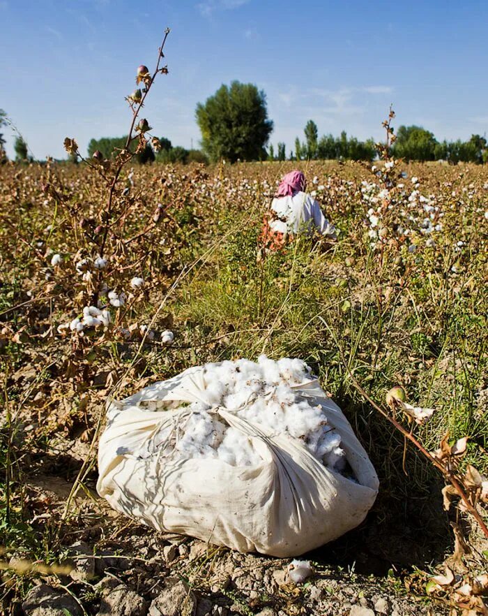 Хлопок поля узбекистан. Как вычислить среднюю урожайность. Урожайность хлопка на первом поле. 5 меньше урожайности хлопка на 2. Сбор хлопка руками.
