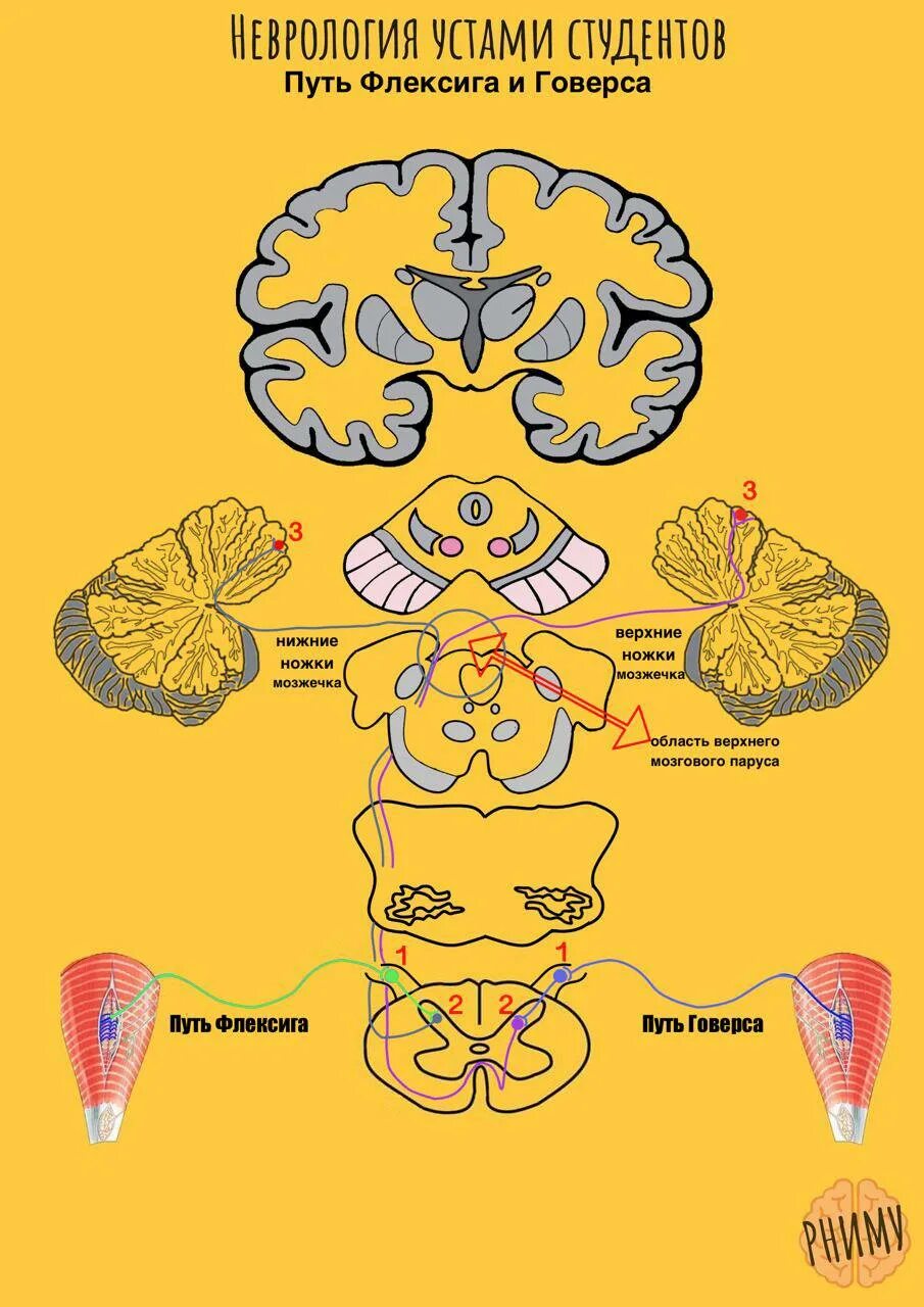 Спинно мозжечковый. Путь Флексига – задний спиномозжечковый путь. Спинно мозжечковые пути Флексига и Говерса. Передний спинно-мозжечковый путь схема. Мозжечковые пути неврология схема.