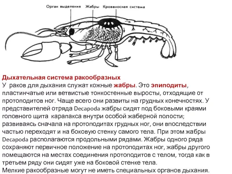 Дыхательная система ракообразных. Система дыхания ракообразных. Конечности ракообразных. Органы дыхания ракообразных. Речной рак дышит при помощи жабр растворенный