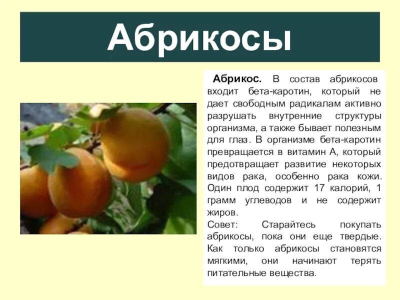 Абрикосовая горечь 4серия. Абрикос презентация. Описать абрикос. Информация о абрикосе. Сообщение о абрикосе.
