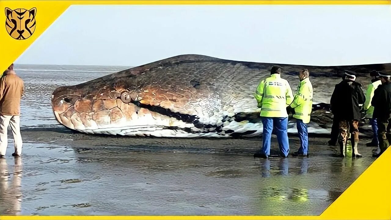 Большая змея в мире за всю историю. ТИТАНОБОА змея и Анаконда. Титана Буа змея.