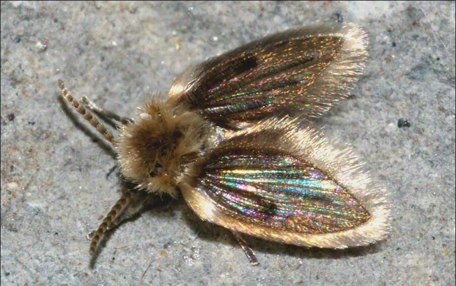 Бабочница. Psychodidae- бабочница канализационная. Бабочница-канализационная мушка. Бабочница. Бабочница имаго.