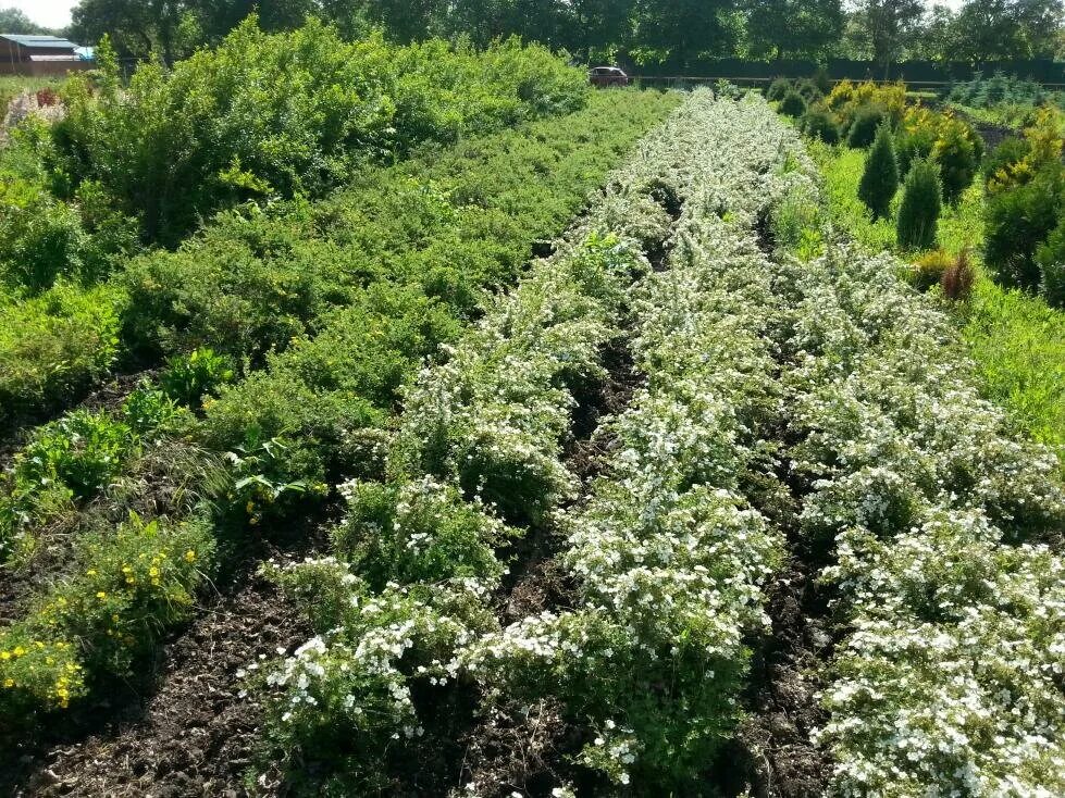 перкальский питомник совхоза декоративные культуры, пятигорск. перкальский питомник пятигорск. перкальский дендрологический парк в пятигорске. лермонтовский питомник пятигорск. декоративные культуры пятигорск.