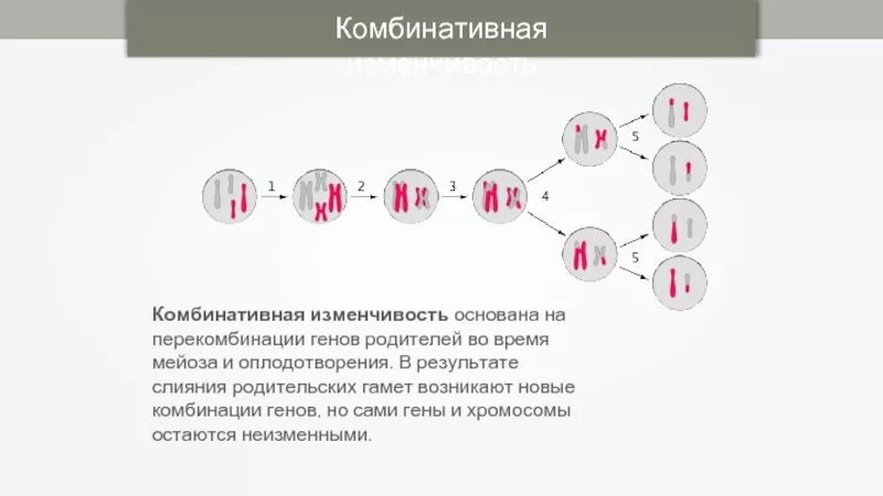 Мейоз результат перекомбинации генов. Случайное сочетание хромосом при оплодотворении. Основы комбинативной изменчивости. Комбинативная изменчивость основана на.