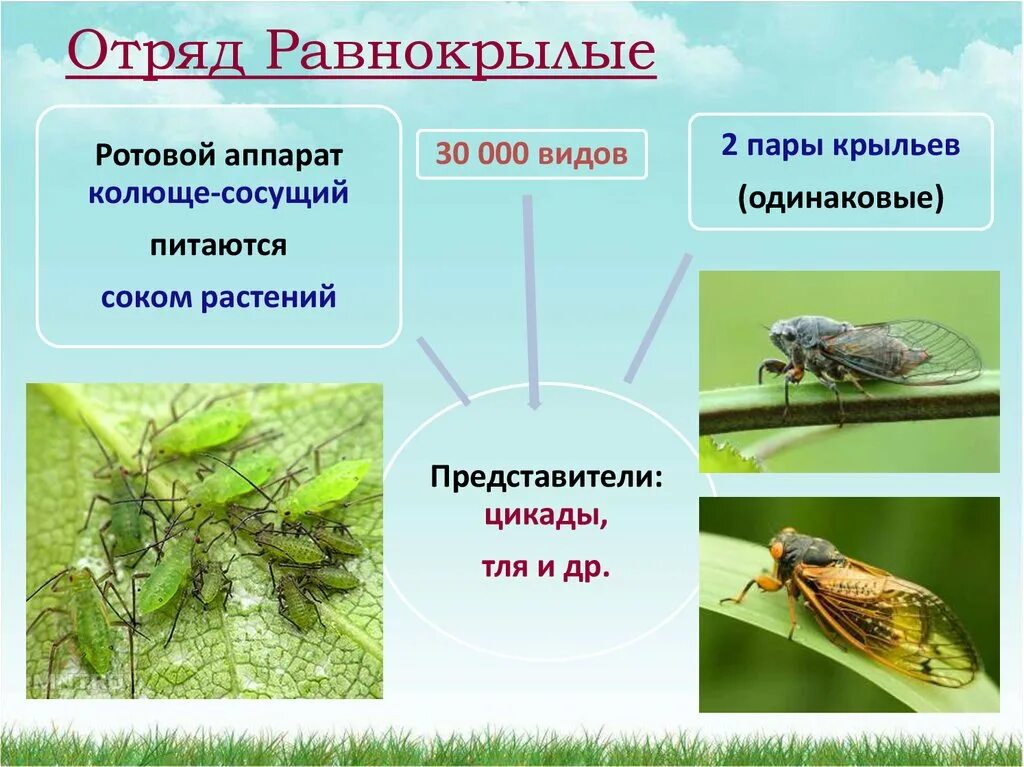 Какой тип развития характерен для цикады. Отряд насекомых Равнокрылые представители. Равнокрылые характерные признаки отряда. Отряд Равнокрылые особенности строения. Тип личинок отряда Равнокрылые.