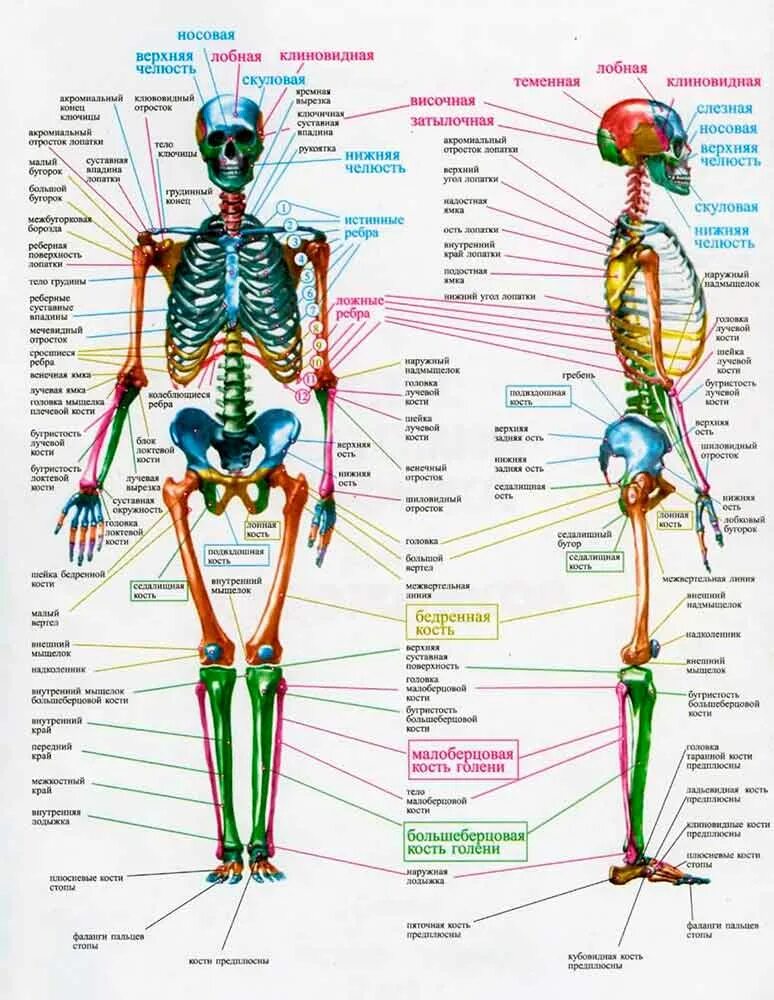 Строение человека кости и органы. Анатомическое строение скелета. Атлас строения скелета. Строение скелета с органами.