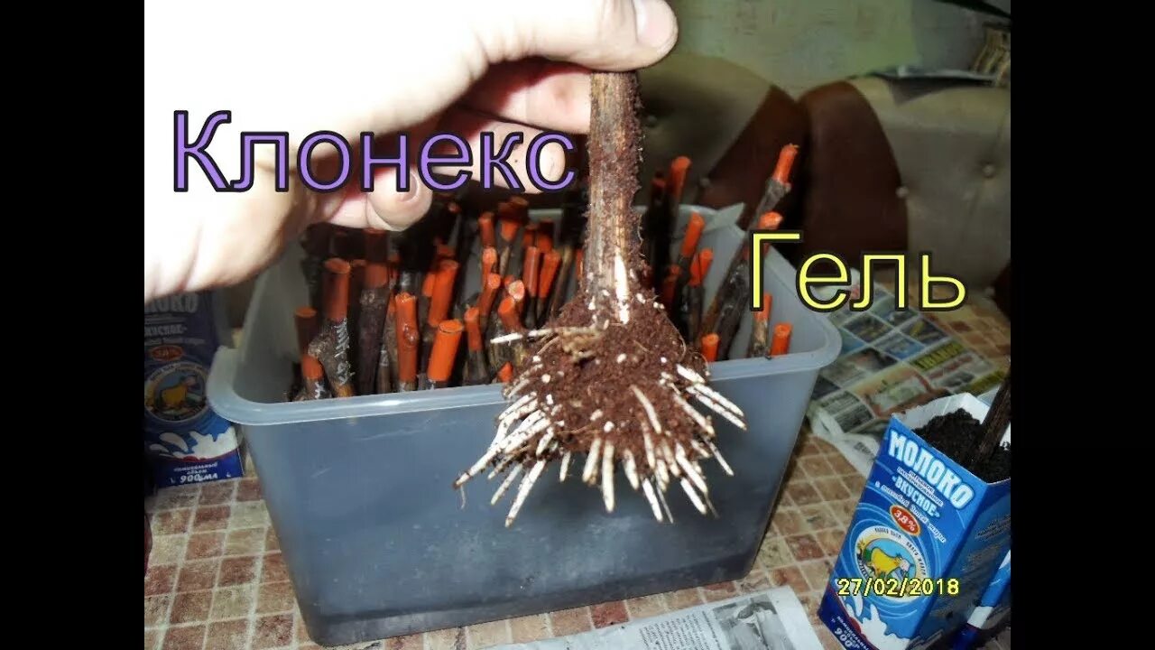 Что использовать для укоренения черенков. Клонекс гель для винограда. кильчеватор для черенков. кильчеватор для винограда. черенки винограда в кокосовом субстрате.