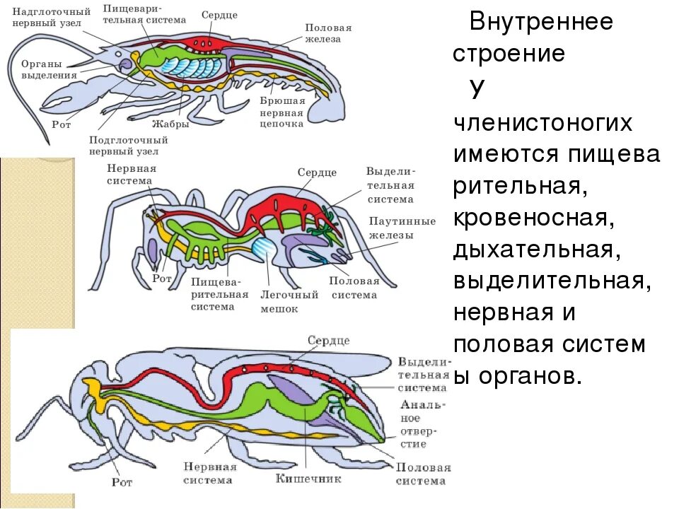 Строение пищеварительной системы членистоногих. Пищеварительной система членистоногих биология 7 класс. Внутреннее строение насекомых кровеносная система. Тип Членистоногие насекомые строение. Кишечник беспозвоночные