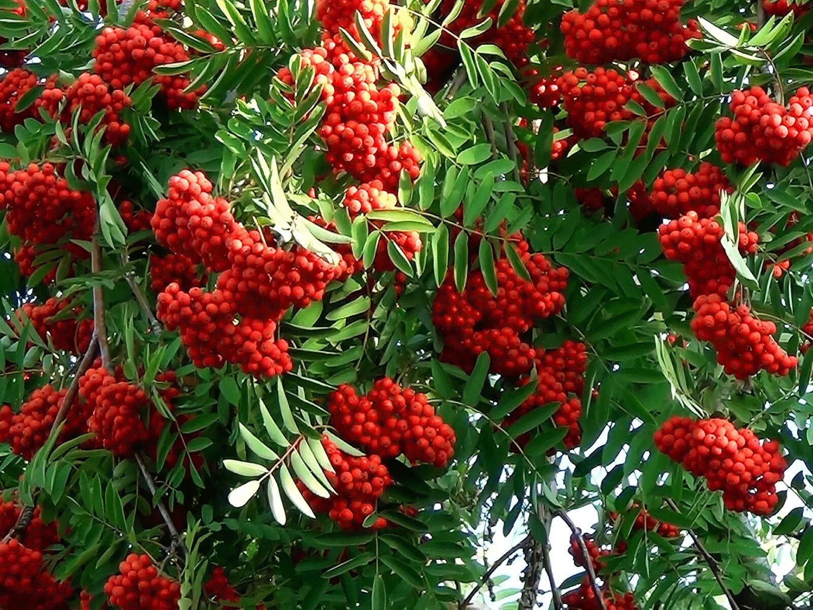 За окошком снегири греют куст рябиновый фото. Стих за окошком снегири у окошка елка. Куст рябины. Греют куст рябиновый. Зимняя рябина.