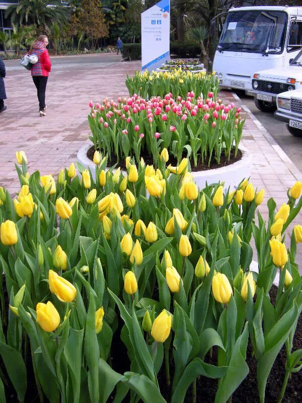 Сочинские тюльпаны. Тюльпан beauty of apeldoorn. Сочинские тюльпаны. Тюльпаны в сочи дендрарий. Тюльпаны сочи.