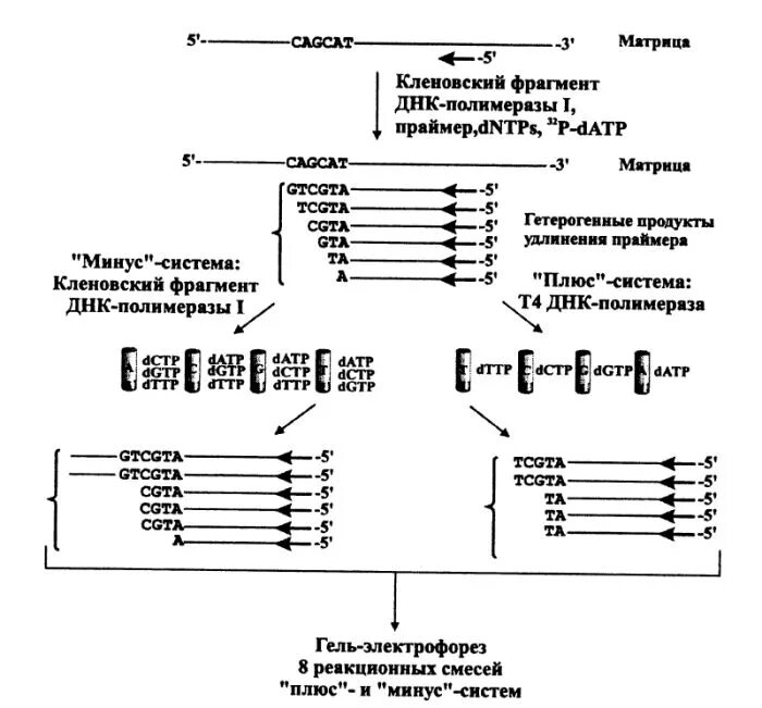 Метод секвенирования днк. Секвенирование по Сэнгеру плюс минус метод. «Плюс-минус» метод секвенирования ДНК. Секвенирование метод Сэнгера схема. Секвенирование ДНК по Сэнгеру: "плюс-минус" метод.