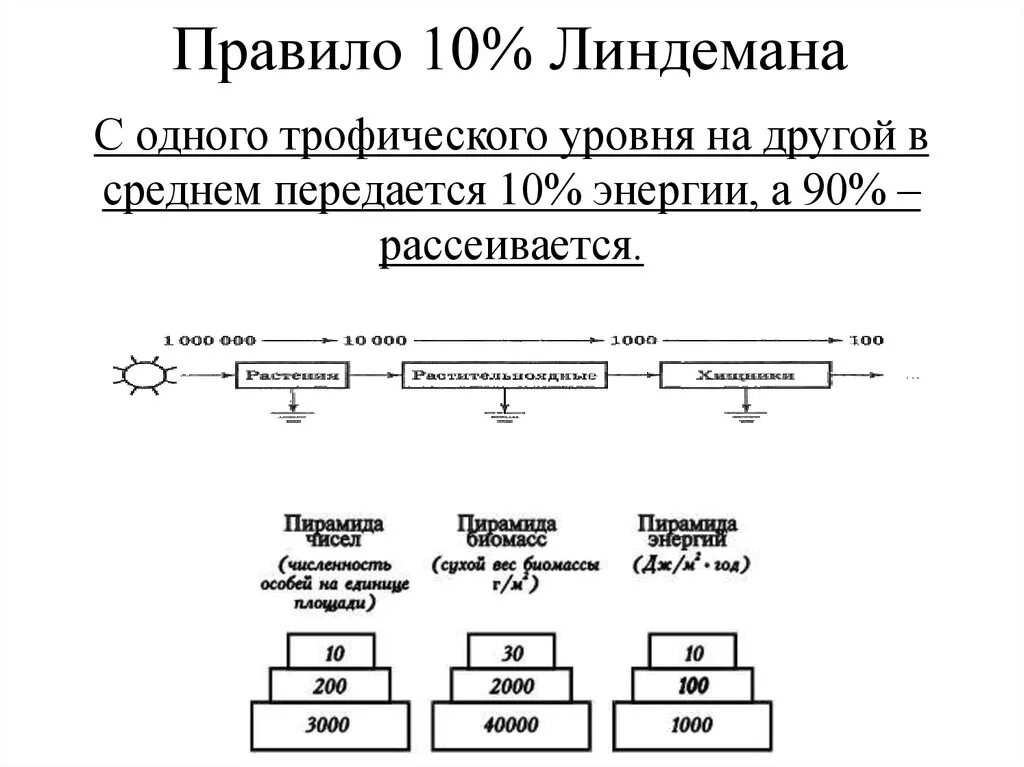 Правило 10 общество. Правило 10 Линдемана. Правило 10% (правило Линдемана. Правило экологической пирамиды Линдемана. Экологическая пирамида правило 10 процентов.