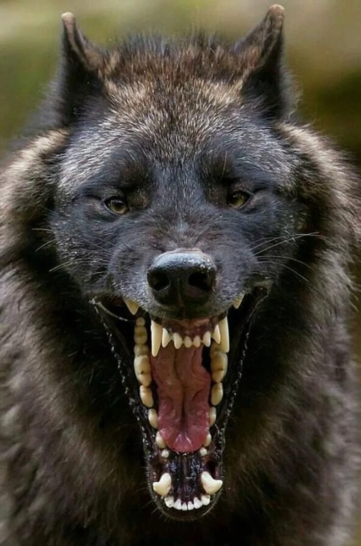 Пин от пользователя Pencilmation cartoon на доске Wolf wallpaper Черные волки, О