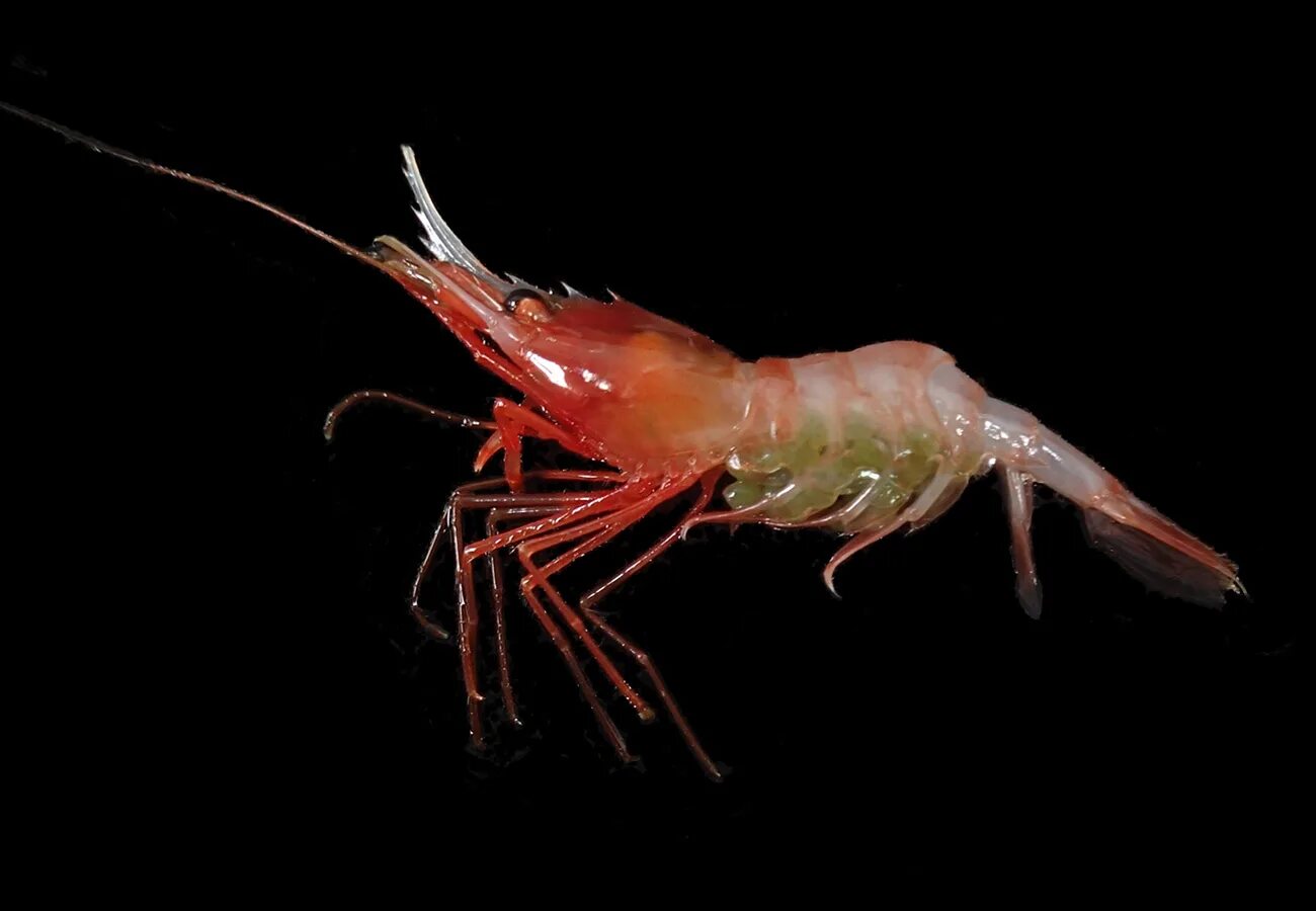 Креветка caridina parvula. Креветка какое семейство. Креветка какое семейство. Пильчатая креветка. Креветка какое семейство.