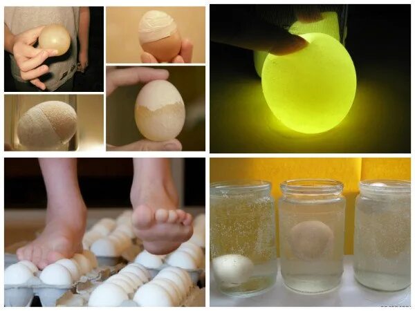 Яичная скорлупа и уксус. Опыт с яйцом. Опыты с куриным яйцом. Эксперименты с яйцом для детей. Яйцо в уксусе эксперимент.