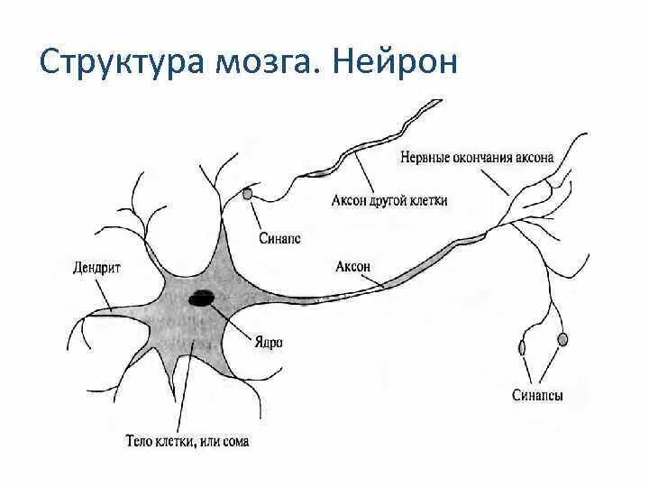 Нейроны мозга схема. Схема строения мультиполярного нейрона. Нейроны головного мозга строение. Нервная ткань Аксон строение.