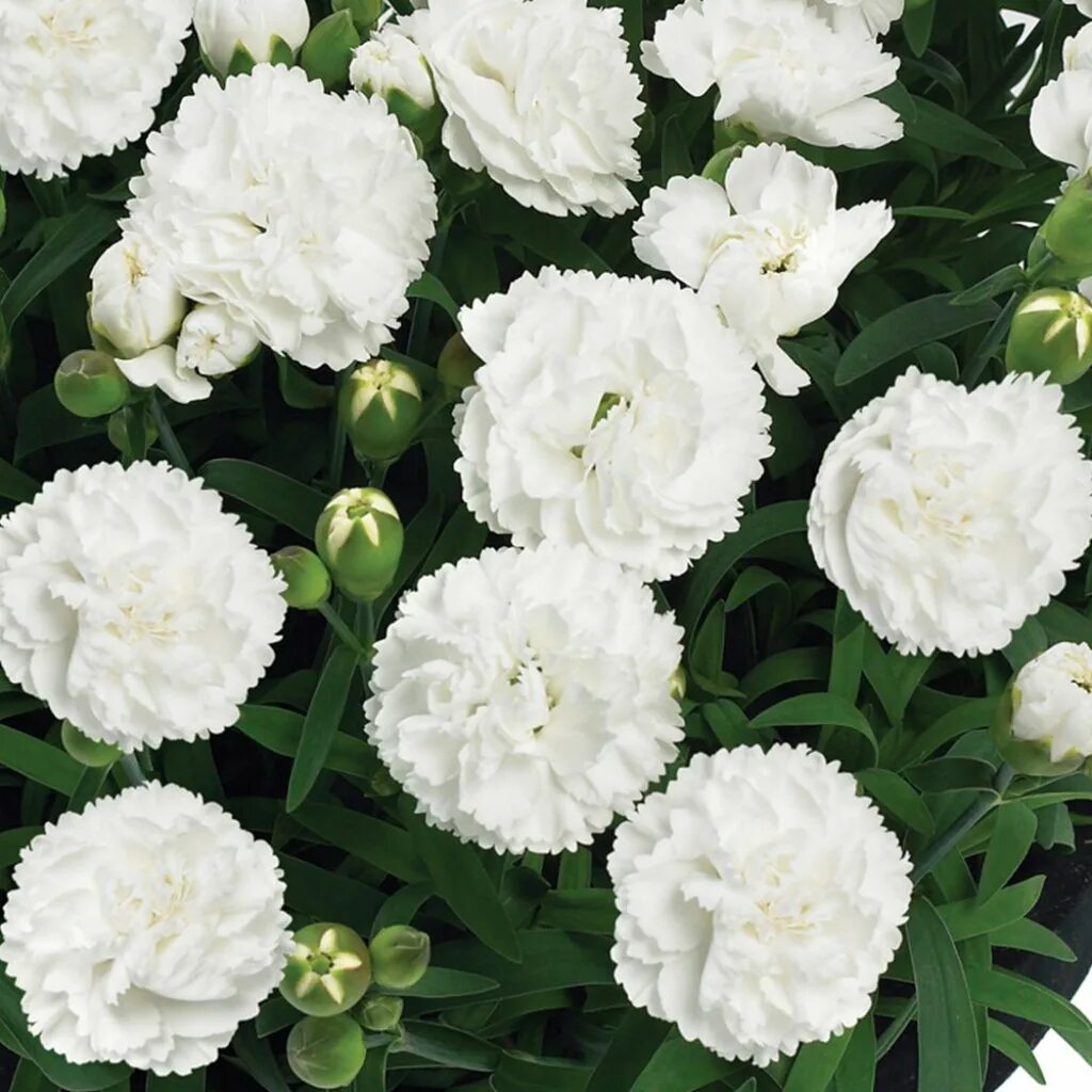 Саженцы гвоздики. Садовая гвоздика (Dianthus caryophyllus). Гвоздика Sunflor Orinoco. Гвоздика ангел of Purity. Гвоздика перистая ангел оф Пьюрити.