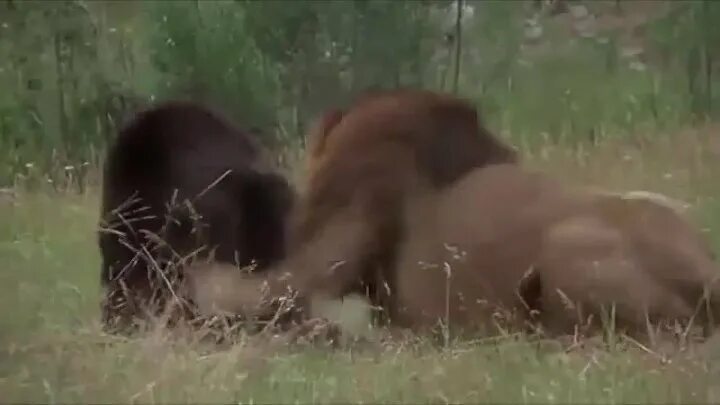 Лев против медведя. Медведь Гризли против Льва. Бизон против медведя Гризли. Большой Гризли против Льва.