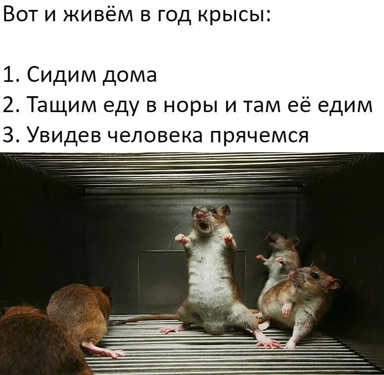 Крыса в коллективе. Прикол про крысу в коллективе. Крысятничество в коллективе. Смешные цитаты про крыс. Почему крысы боятся