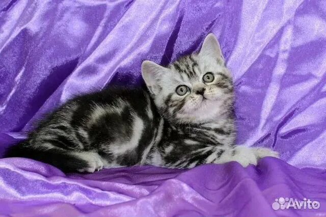 Британский мраморный котенок