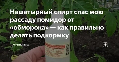 Помидоры нашатырным
