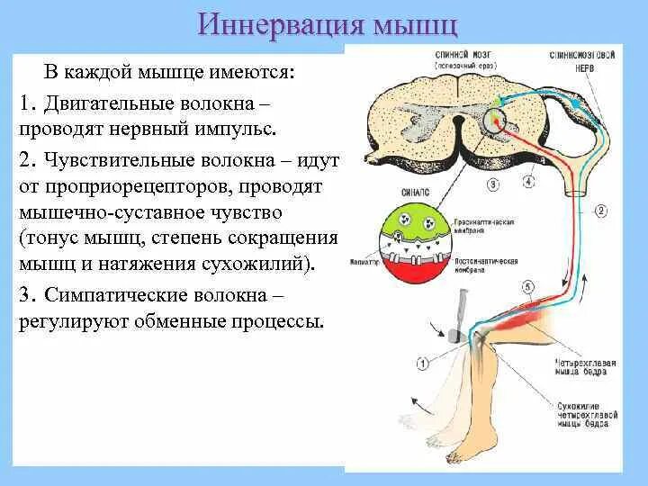 Двигательные нервные волокна. Иннервация проприорецепторов. Двигательная иннервация. Иннервация мышечных волокон. Координация движения глаз