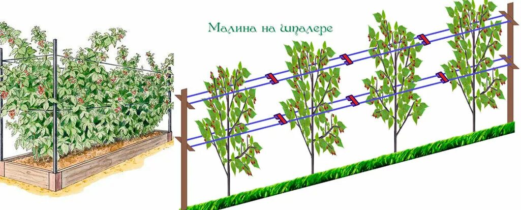 Рассада малины ремонтантные " Полька " сорт. Малина кочат полька сорт: 25 000 су