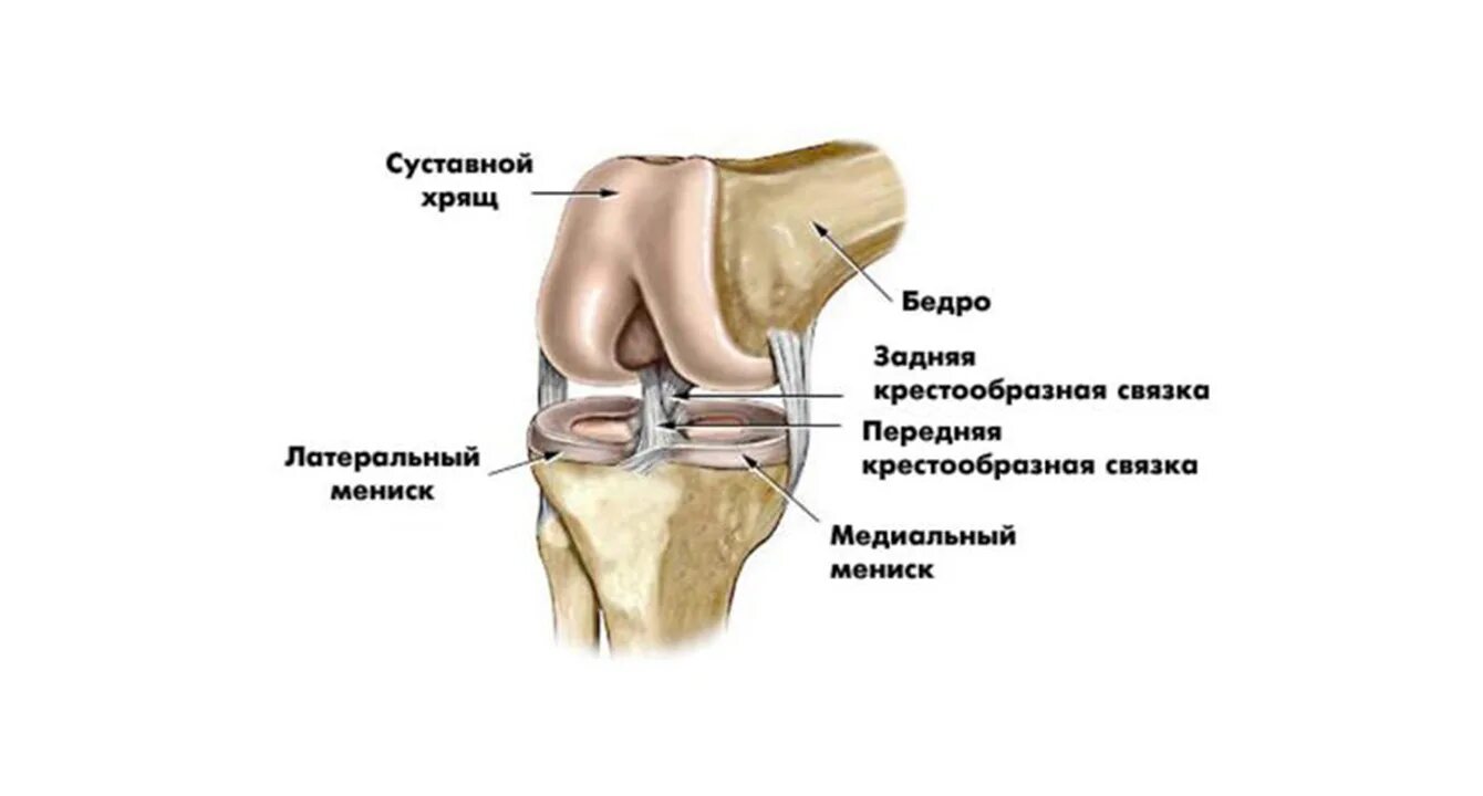 Мениски коленного сустава анатомия. Строение мениска коленного сустава анатомия. Передний Рог медиального мениска. Задняя крестообразная связка коленного сустава анатомия.