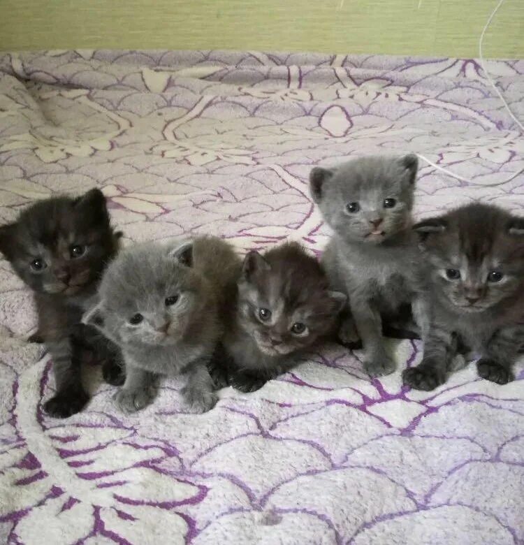 Авито объявления котята. Котята за 1 рубль породистые. маленькие котята продаются. юла маленькие котята. котят которые продают.