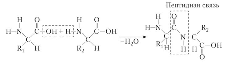 Пептидные связи есть в. Образование пептидной связи схема реакции. Формула белка пептидная связь. Реакция образования пептидной связи. Пептидная связь аминокислот формула.