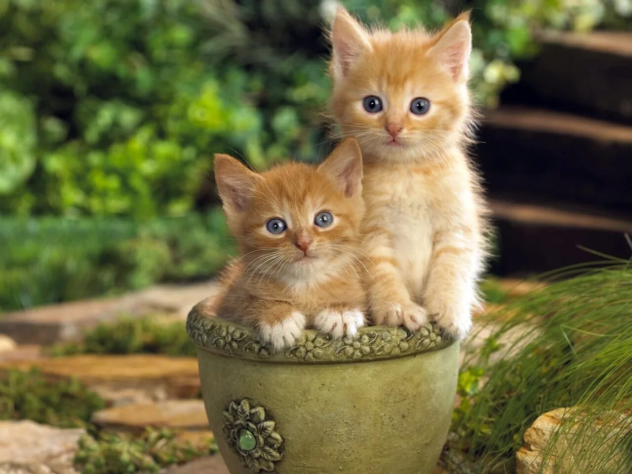Рыжий котёнок. Два рыжих котенка. Красивые кошки и котята. Смешные котята.