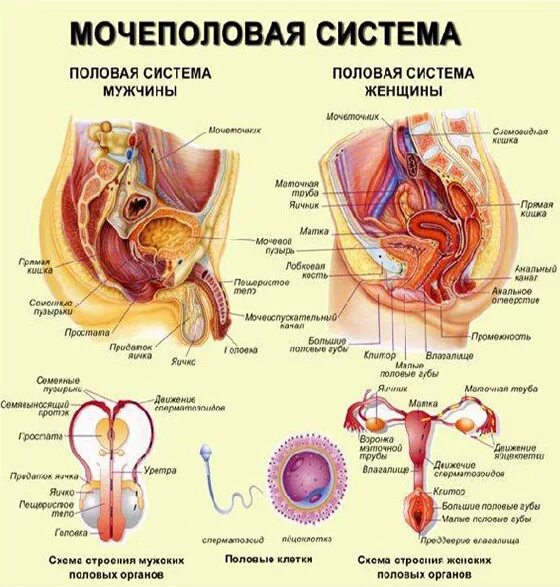 Женская Мочеполовая/система строение и функции. Схема мочеполовой системы у женщин. Строение мочеполовой системы у женщин анатомия. Мочеполовая система женщины и мужчины анатомия. Название мужских и женских органов