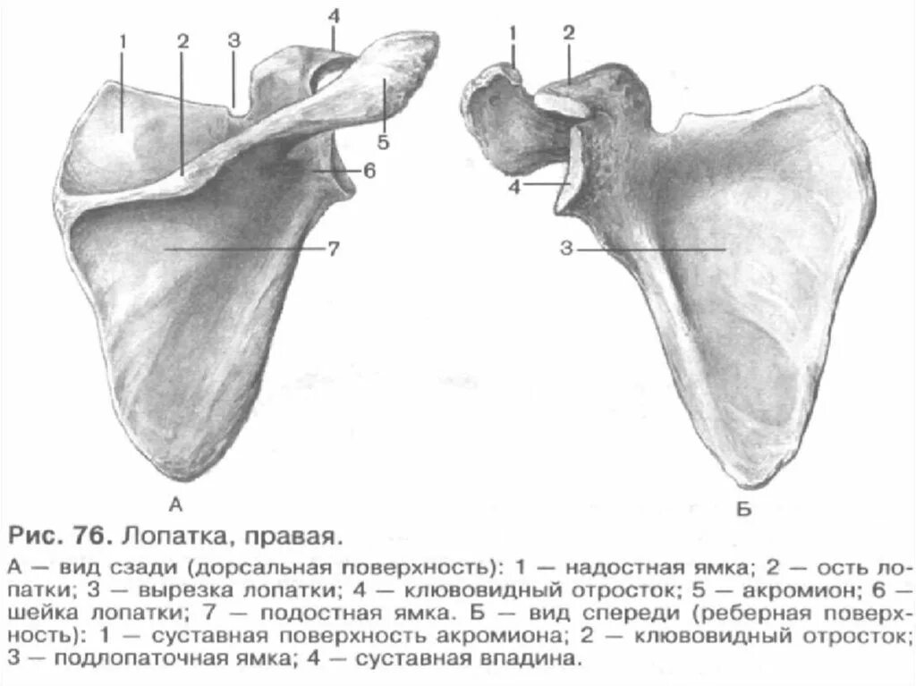 Лопатка человека анатомия. Лопатка анатомия Синельников. Лопатка анатомия Сапин. Лопатка анатомия человека Синельников.