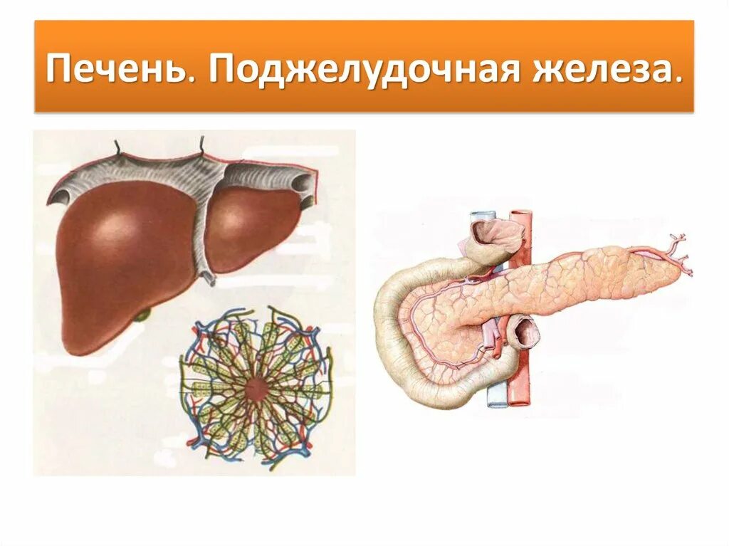 Печень крупная железа