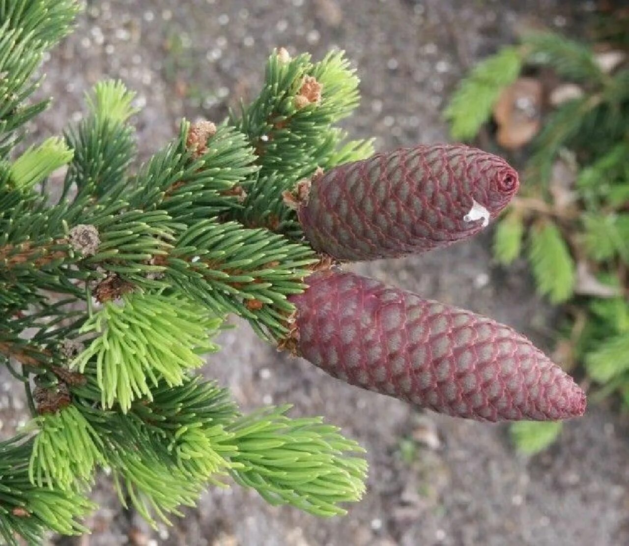 Ель pungens Lucky Strike. Ель колючая лаки страйк. Ель колючая Lucky Strike. Picea pungens Lucky Strike.