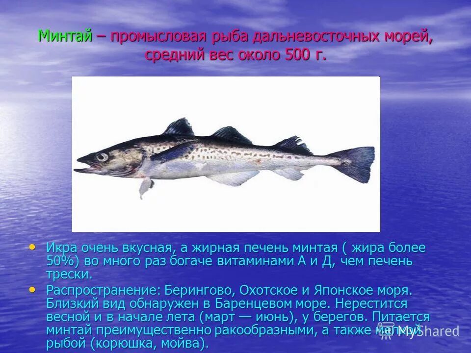 Сколько рыб водится в охотском море